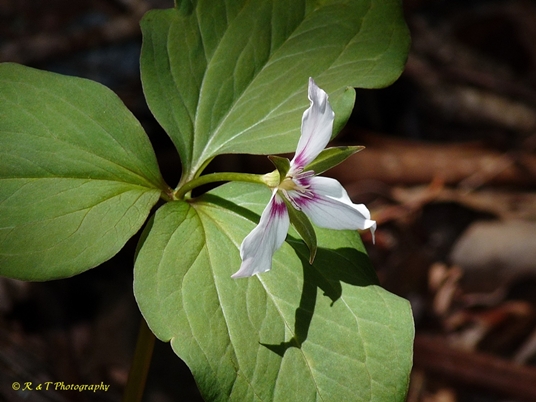 {Trillium undulatum}